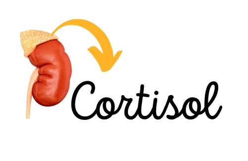cortisol