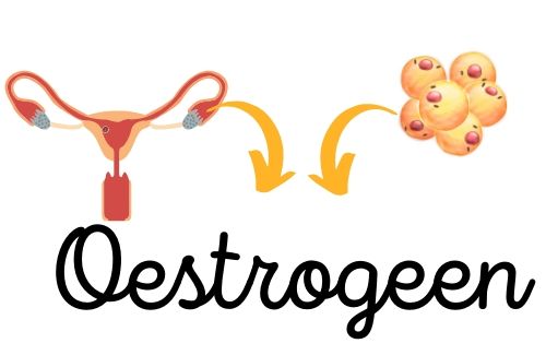 oestrogeen